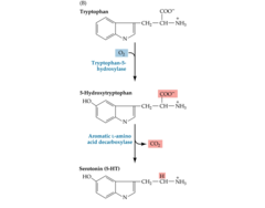 5-Hydroxytryptophan Decarboxylase (1-Aromatic Amino Acid Decarboxylase)