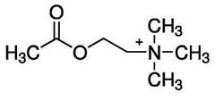 Acetylcholine (ACh)