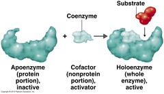 Apoenzyme