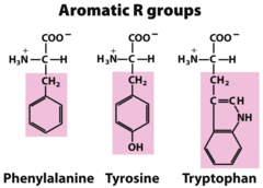 Aromatic Amino Acids