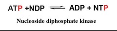 ATP with interconversion of nucleoside triphosphates ATP, GRP, CTP, UTP