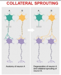 Collateral sprouting