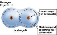 Covalent Bonds