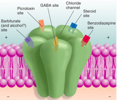 Describe the binding of NTs to post synaptic receptor GABAa.
