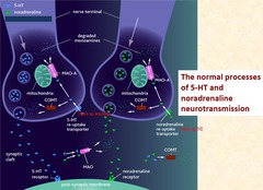 Describe what happens during 5-HT (serotonin) and noradrenaline (NA) neurotransmission.