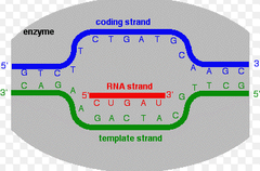 DNA strands to be transcribed