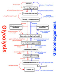 Enzymes in gluconeogenesis