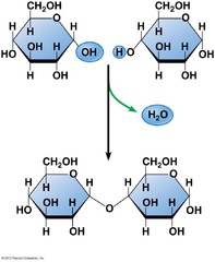 formation of disaccharide