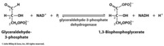 glyceraldehyde 3 phosphate dehydrogenase