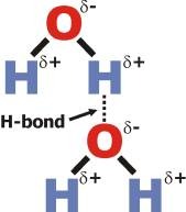 H-bond Donor between two water molecules