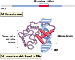 Homeobox proteins contain what type of motifs?