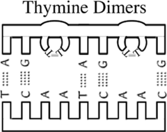How can replication continue past the site of thymine dimers?