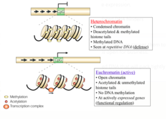 How to make DNA open/ closed for transcription?