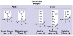 Hydrophilic Amino Acids