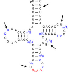 Label the tRNA structure