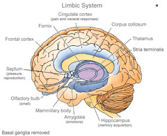 Lymbic Systems and its functions