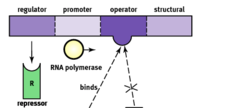 Operon Structure