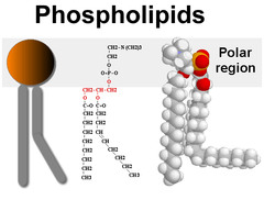 Phospholipids