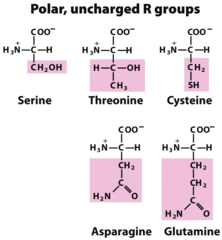 Polar amino acids