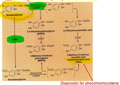 Primary breakdown product of norepinephrine; high levels in blood are diagnostic for ___