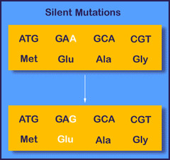 Silent mutations