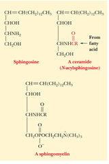 Sphingolipids