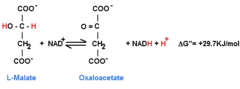 Step 8: Oxaloacetate Formed Anew