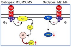 subtypes of muscarinic receptors