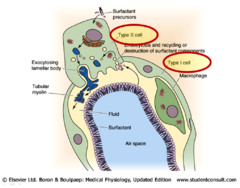 Surfactant