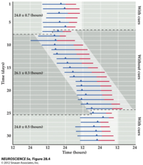 Synchronized vs. desynchronized 'free running' sleep-wake cycle