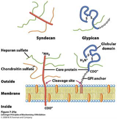 Syndecan and Glypican