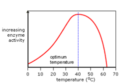 temperature and enzyme actiivty