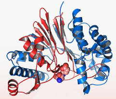Tertiary Protein Structure