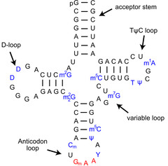 tRNA structure