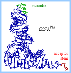 tRNA tertiary Structure