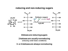 What are reducing sugars?