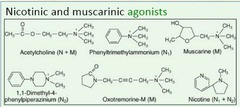What are two agonists for muscarinic receptors?