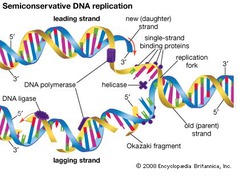 What does DNA Helicase require to unwind the DNA?
