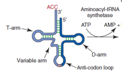 What is a common shape for all tRNA?