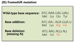 What is a frameshift mutation and what causes it?
