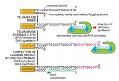 What protein is responsible for the synthesis of telomeres? Does this protein extend the template strand or new strand?