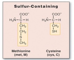 Which amino acids contain sulfur?